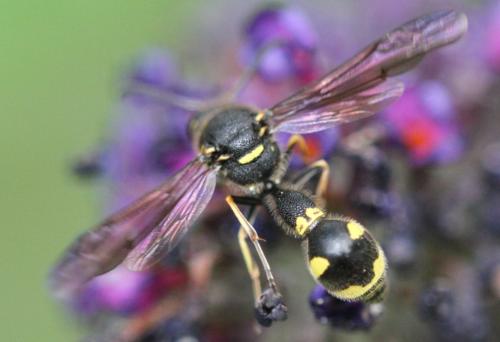 Eumenes sp.